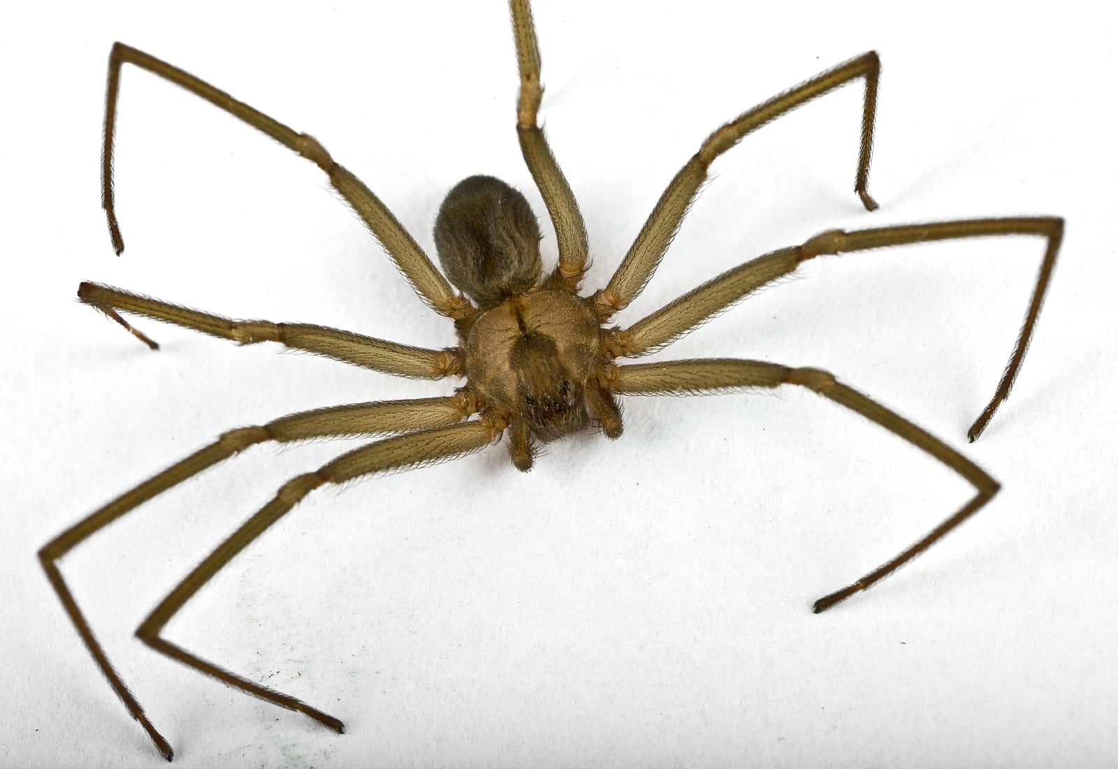 brown recluse